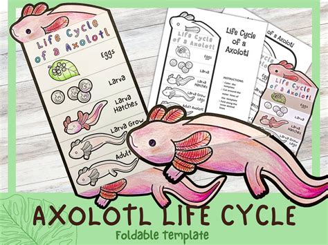 Axolotl Life Cycle Foldable Amphibian Life Cycle Learning - Etsy Finland