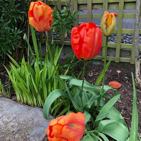 Tulipa Flower Power Tulip Flower Power Parrot In Gardentags