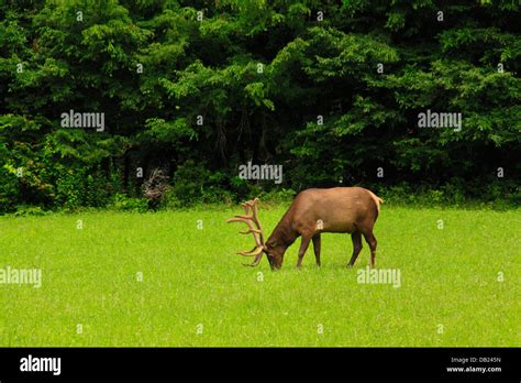 Bull Elk Near Oconaluftee Pioneer Farmstead Great Smoky Mountains