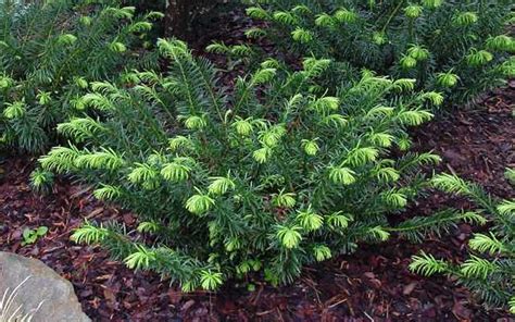 Buy Duke Gardens Japanese Yew Cephalotaxus Free Shipping Wilson