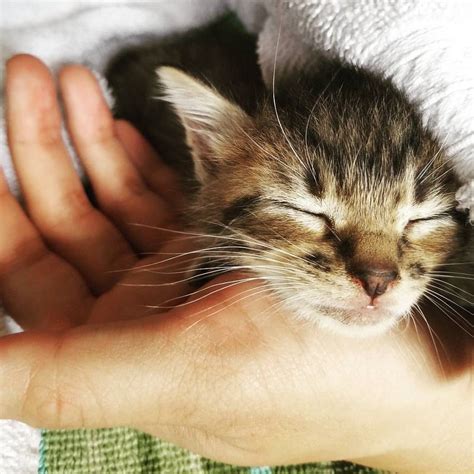 They Heard Meows Of Struggle And Found A Tiny Runt In The Garden Love