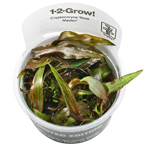 Cryptocoryne Nurii Var Raubensis Rosen Maiden 1 2 Grow Aquasabi