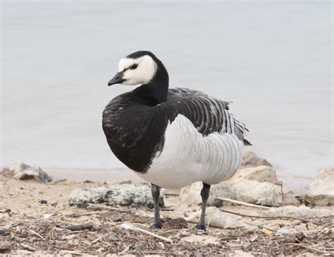 Geese Austin