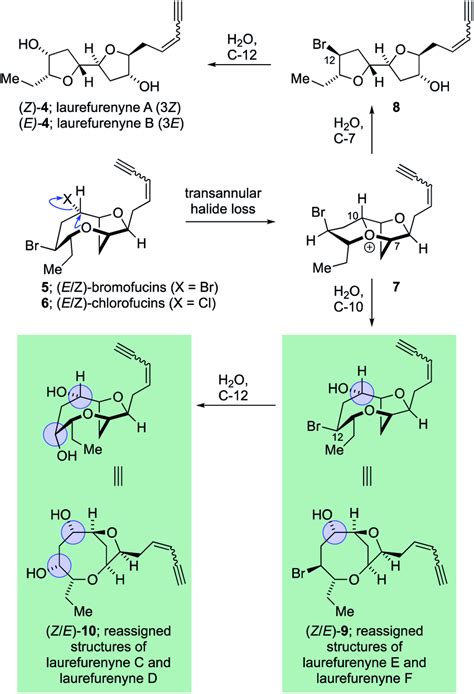 Proposed Biosynthesis Of The Reassigned Structures Of Laurefurenynes