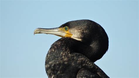 Corvo Marinho De Faces Brancas Phalacrocorax Carbo Grea Flickr