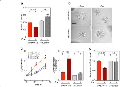 Adam12 Knockdown Reduces Cell Migration Invasion Resistance To Download Scientific Diagram