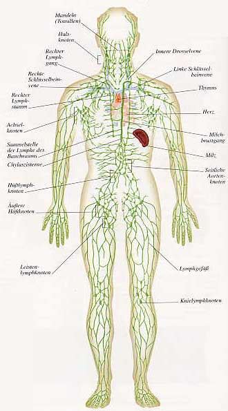 Lymphdrainage Heilpraktikerin Berit Kuns Webseite