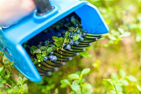 The 9 Best Blueberry Pickers Minneopa Orchards