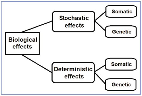 An Overview Of The Biological Effects Of Radiation On The Person And