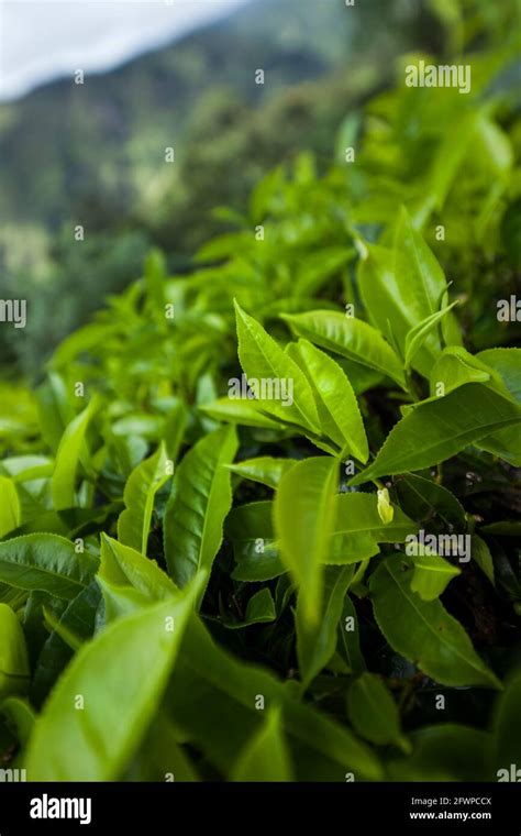 Sri lanka, Asia, Beautiful fresh green tea plantation Stock Photo - Alamy