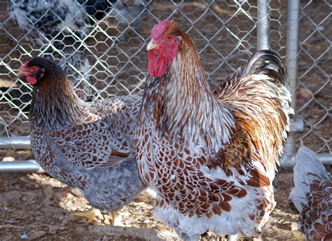 Blue-Laced Red Wyandotte — DRAGONFLY FARM