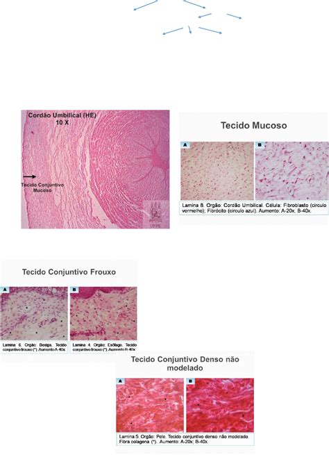 Tecido Conjuntivo Nao Modelado - Tecido Conjuntivo Denso Modelado Modisedu