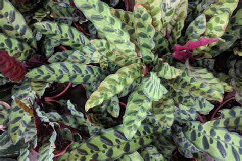 A Complete Guide To Rattlesnake Plant Care Common Issues