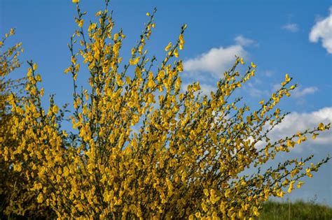 Common Broom Or Scotch Broom Cytisus Scoparius Stock Photo Image Of