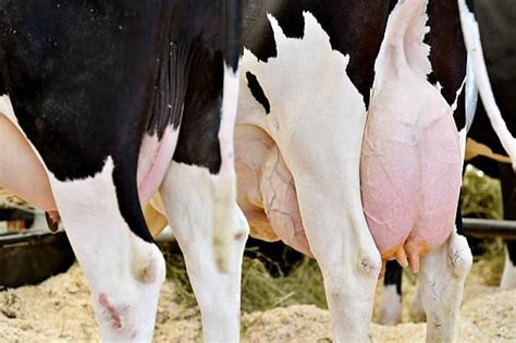 Enfermedades De La Ubre En Vacas 16 Dolencias Comunes Y Su Tratamiento