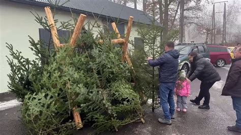 Gorlice Legalna Choinka Od Gorlickich Las W Pa Stwowych Video