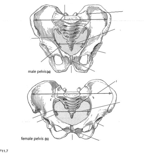 Male Vs Female Pelvis Diagram Quizlet