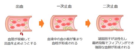 看護師国試対策止血の仕組み血液凝固と凝固因子