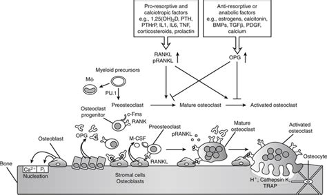 Calcium And Phosphorus Basicmedical Key