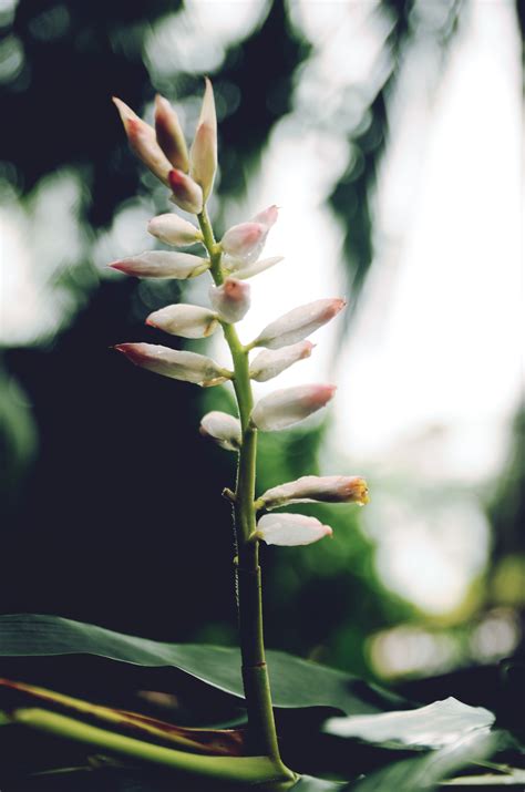 Banco De Imagens árvore Natureza Ramo Flor Plantar Folha Flor