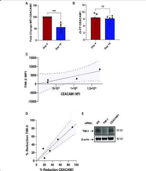 Tim 3 Cellular Localization Is Dependent On Ceacam1 In Primary Cd8