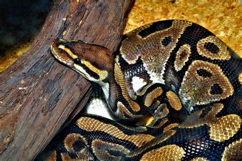 Pit N Serpiente Terrario Foto Gratis En Pixabay Pixabay