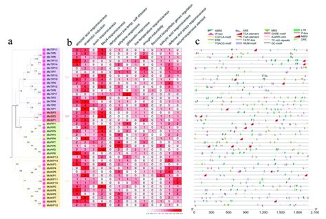 Analyses Of Cis Acting Elements In The Upstream Promoter Region Of Aqps