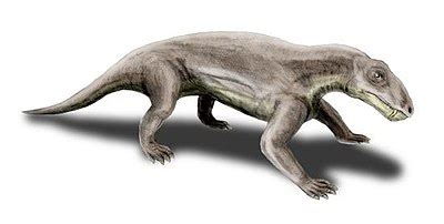 Terapsidy – Wikipédia