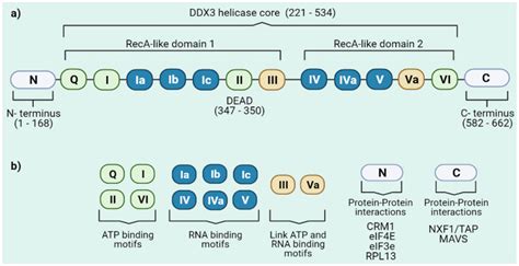 Dead Box Rna Helicase Ddx3 A Schematic Representation Of The Ddx3