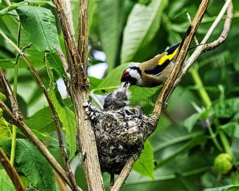 European Goldfinch Nest with Chicks - London, UK Stock Image - Image of chick, fauna: 155528433