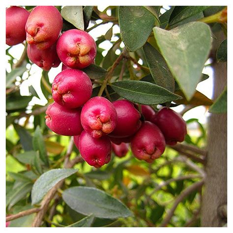 Syzygium Paniculatum Brush Cherry