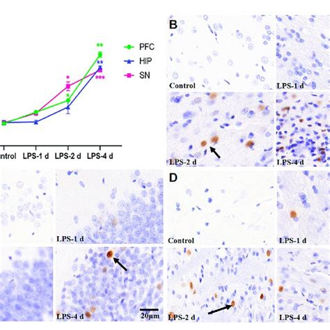 C Fos Expression In The Pfc Hip And Sn For All Groups N 3 A Download Scientific