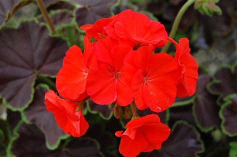 Pelargonium X Hortorum Black Velvet Scarlet Zonal Geranium Garden