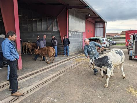 Ce marché aux veaux emblématique est le dernier de Haute Loire L