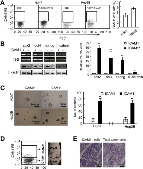 Expression Of Intercellular Adhesion Molecule 1 By Hepatocellular