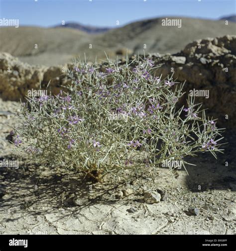 Morocco Sahara thornbush bloom Stock Photo - Alamy