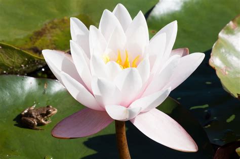 Nymphaea alba European White Water Lily Seeds | Rare Quality Seeds