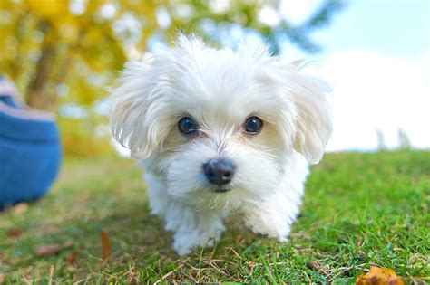 マルチーズ性格寿命値段などまとめ 犬の種類図鑑