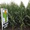 Early Corn Seed A Agrigold Silage Hybrid Medium Plant Height