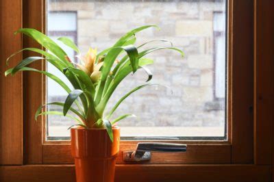 Bromeliad Care Indoors » Top Tips for Successful Growing