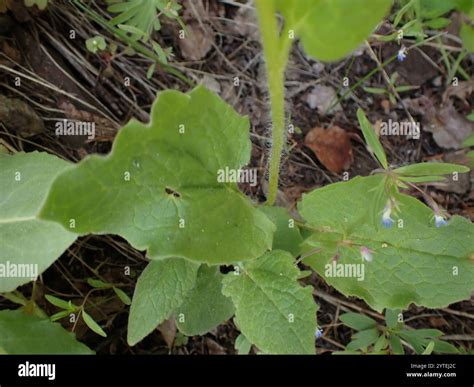 Heartleaf Arnica Arnica Cordifolia Stock Photo Alamy