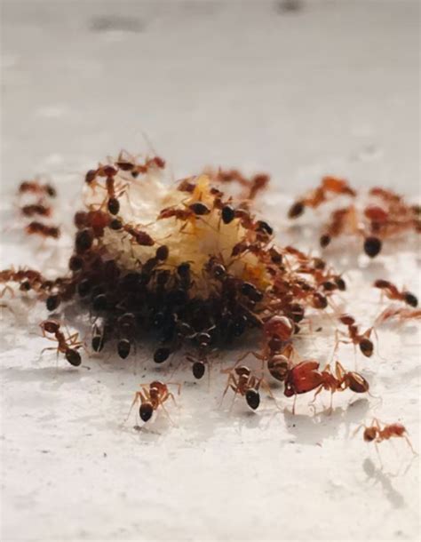 Ant Hills 13 Most Asked Questions Answered About Colonies Species