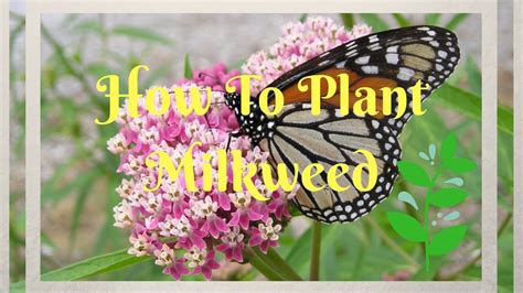 Growing Milkweed Series Part 1 Germinating The Seeds Thegarden