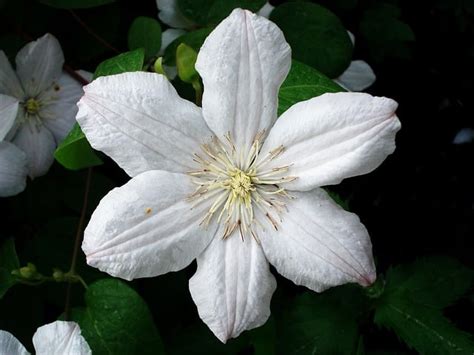 How to Grow and Care for a Clematis Vine | Happy DIY Home