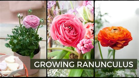 How To Grow Ranunculus Bulbs Back Gardener