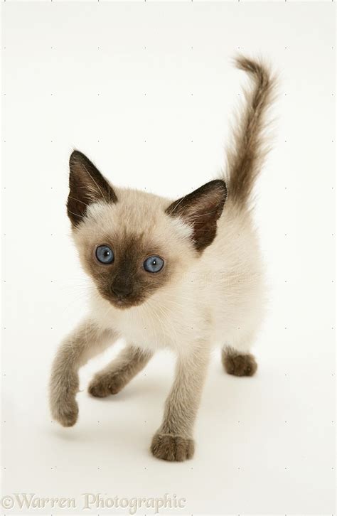 Seal-point Siamese kitten photo WP13234