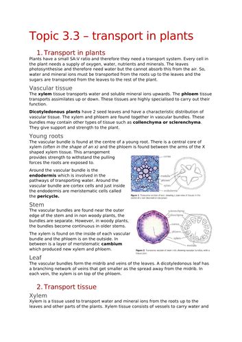 Ocr A Level Biology 33 Transport In Plants Notes Teaching Resources