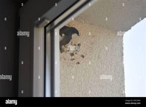 Common House Martin Bird Behind Window Begins To Build Nest From Mud