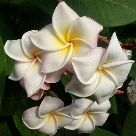 Some White And Yellow Flowers With Green Leaves