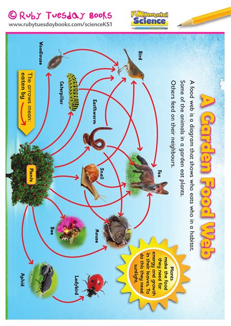 Habitats And Food Chains Mixed Up Food Chains Teaching Resources